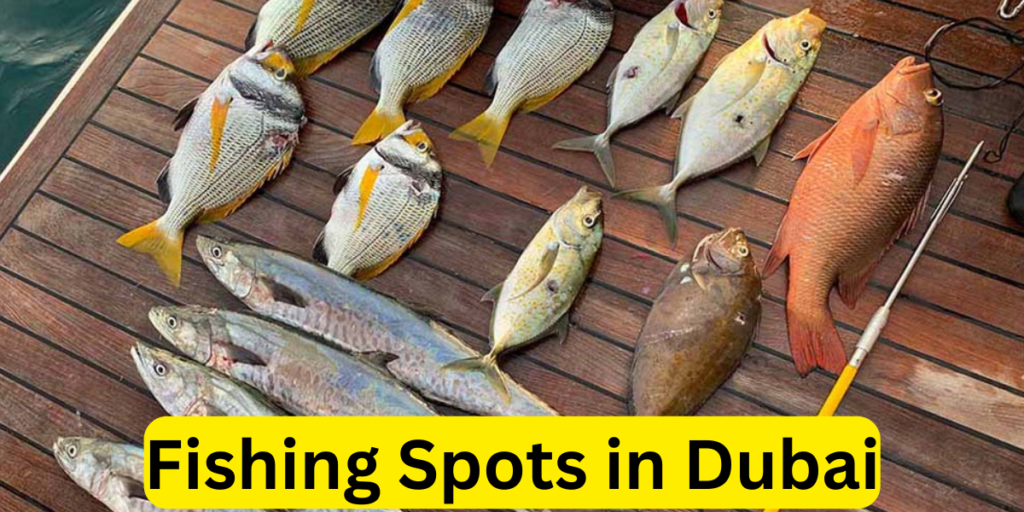 Fishing Spots In Dubai Uae Notice