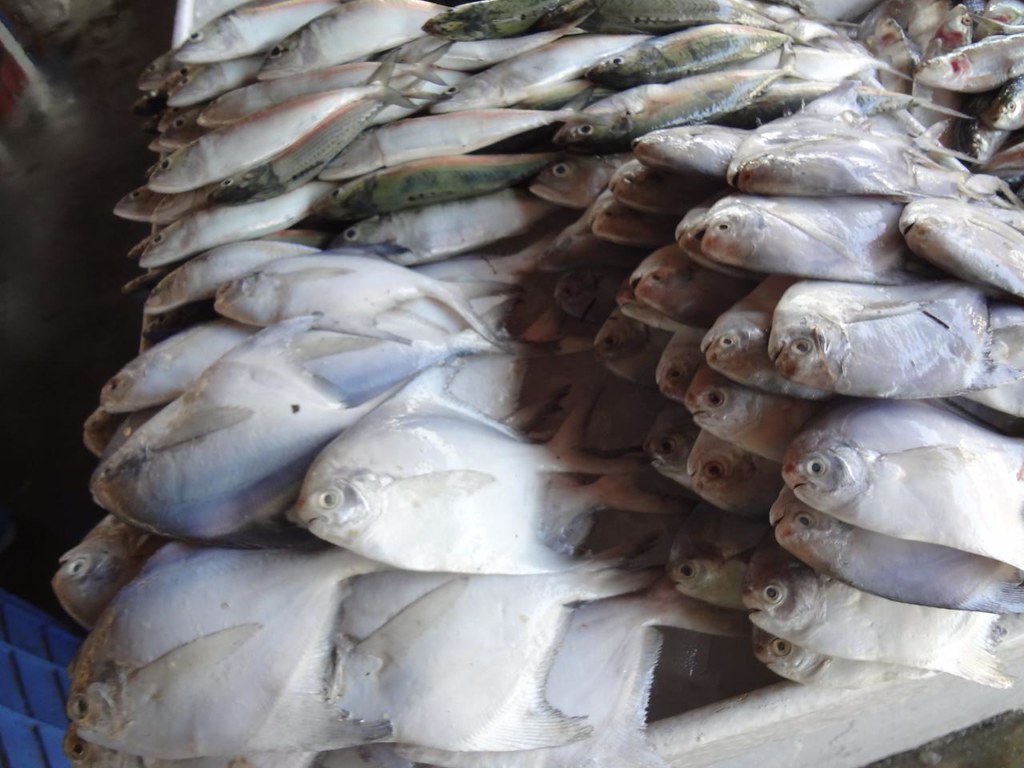 Sharjah Fish Market