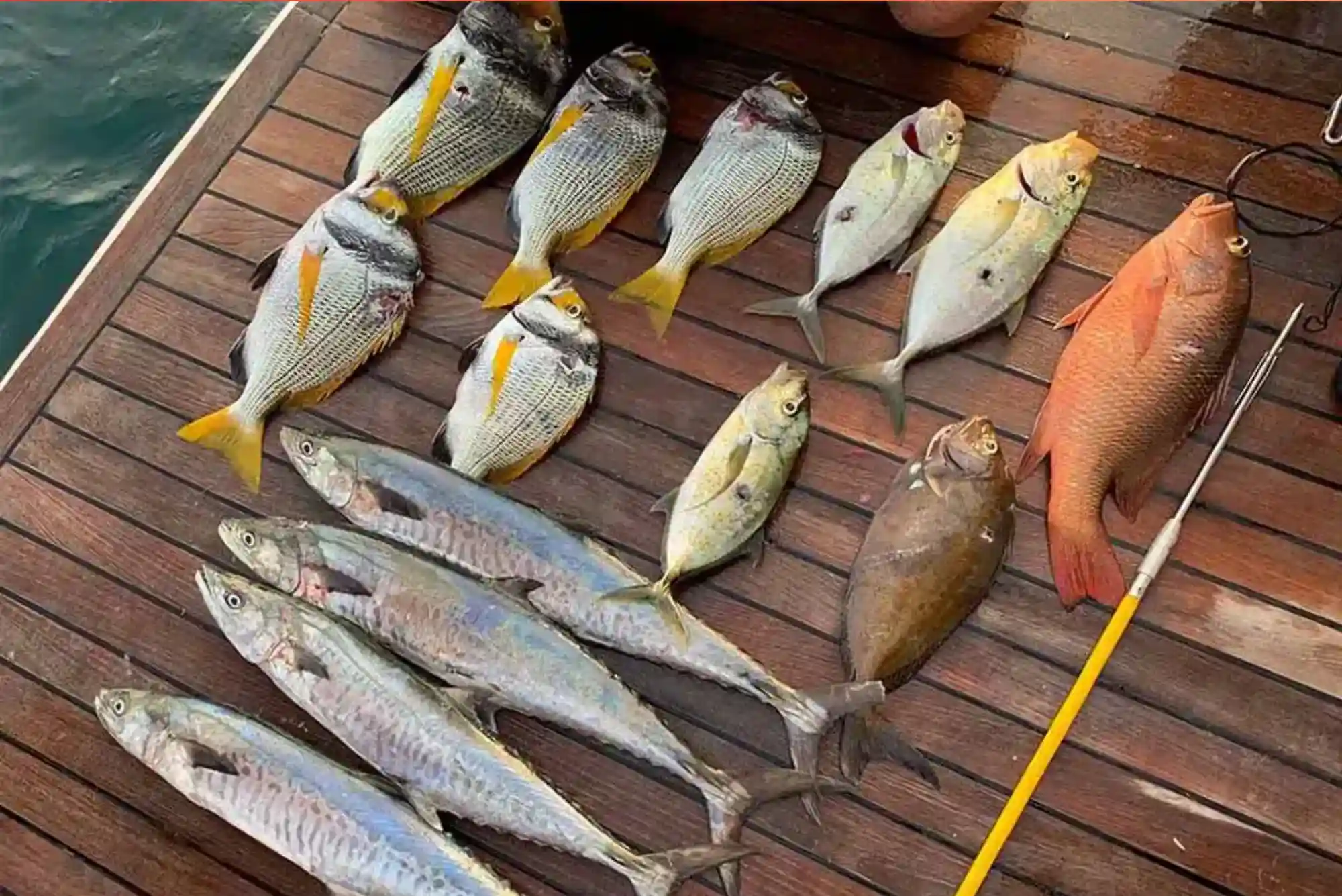 Expert Guide to Choosing Quality Sultan Fish in Dubai – Trusted Tips
