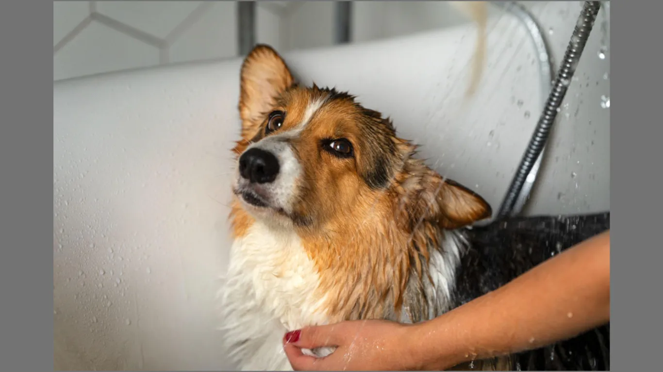 Essential Summer Pet Care Tips Every Dog Owner Should Know