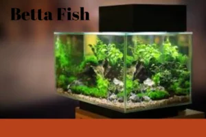 How-to-Set-Up-a-Betta-Fish-Tank-at-Home-in-Dubai